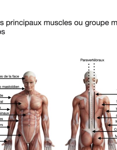 Anatomie du corps humain